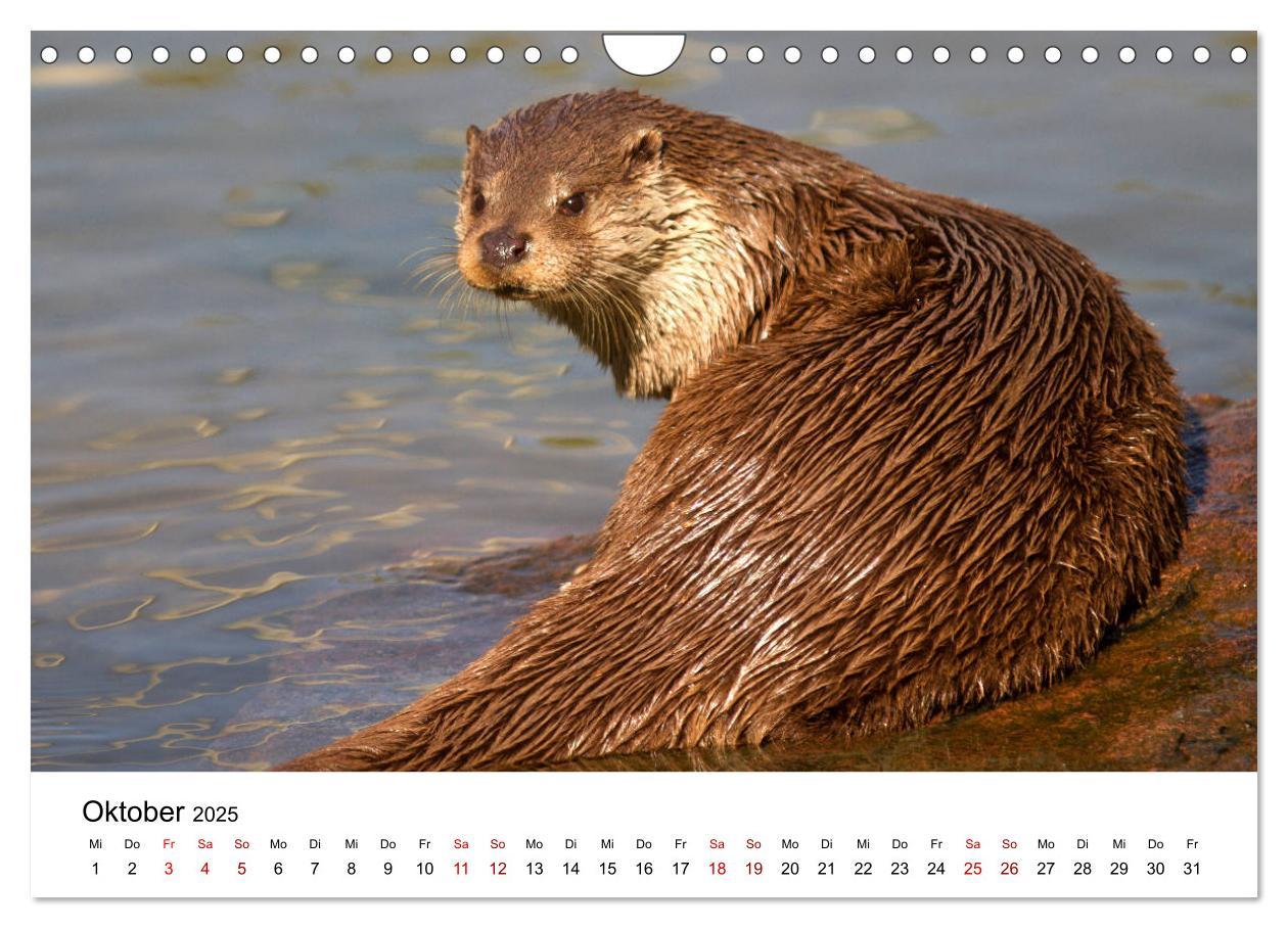 Bild: 9783435380053 | Otter - Jäger an Flüssen und Seen (Wandkalender 2025 DIN A4 quer),...