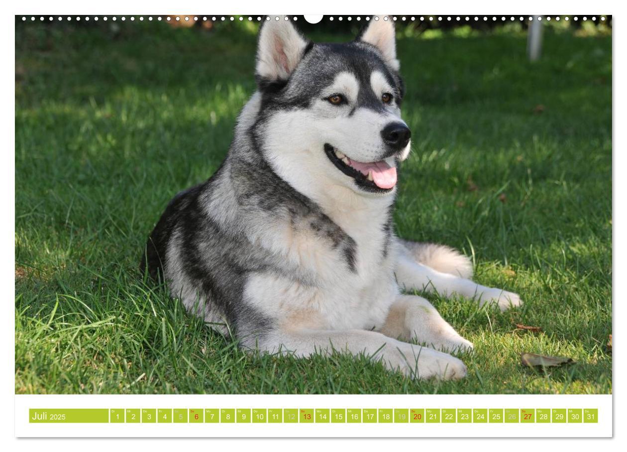 Bild: 9783435746705 | Siberian Husky - der Urtyp (hochwertiger Premium Wandkalender 2025...