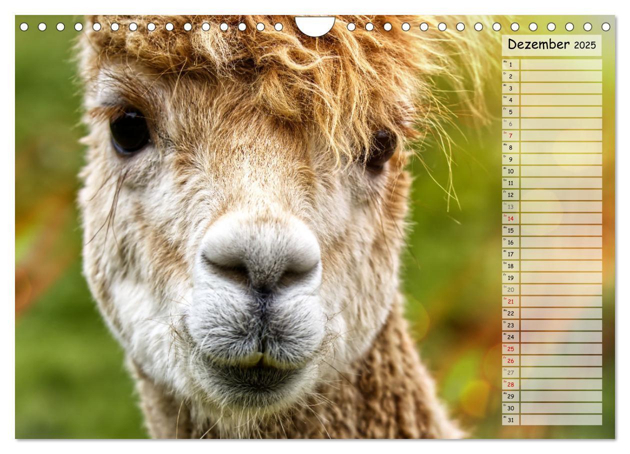 Bild: 9783383983924 | Alpaka, coole Typen mit wilden Frisuren (Wandkalender 2025 DIN A4...