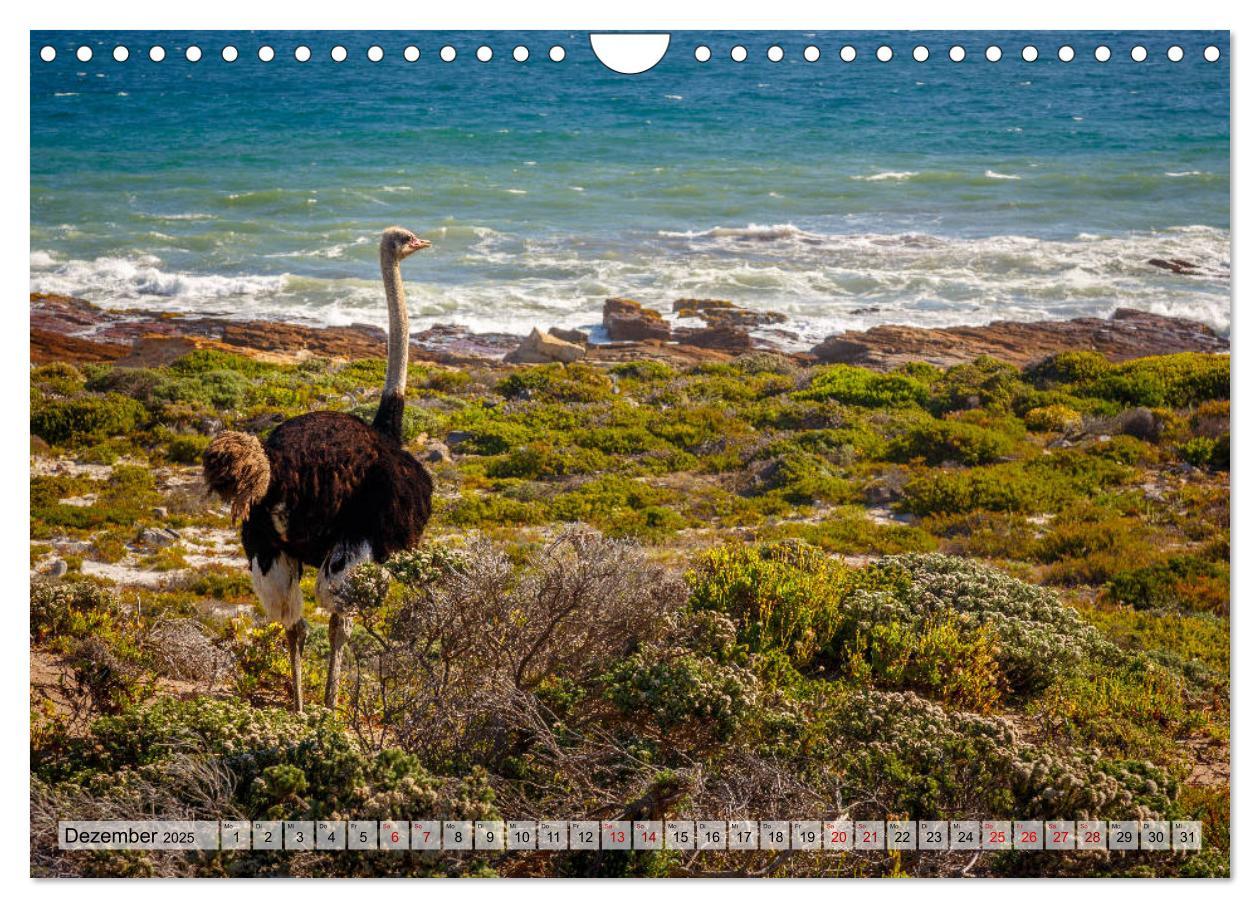 Bild: 9783435388189 | Südafrika: Kapstadt, Garden Route und Cape Winelands (Wandkalender...