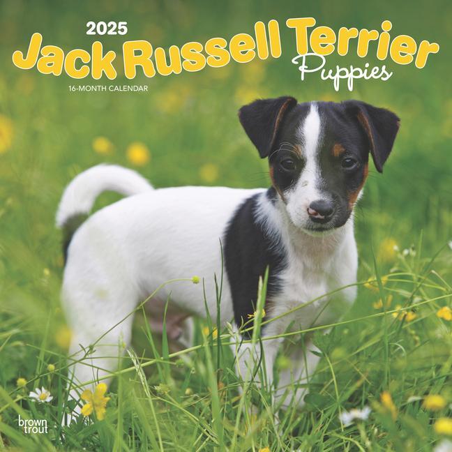 Cover: 9781975477226 | Jack Russell Terrier Puppies 2025 12 X 24 Inch Monthly Square Wall...