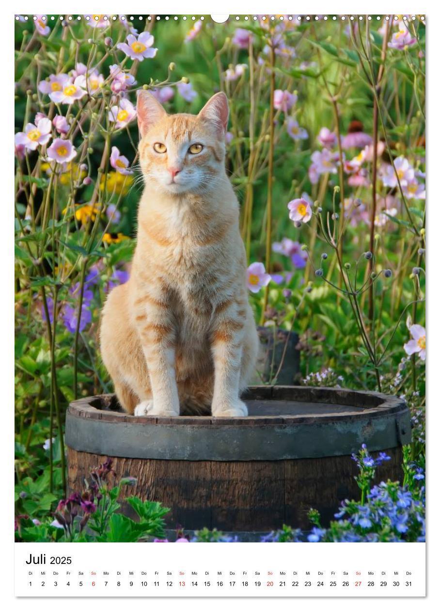 Bild: 9783457085950 | COUNTRY CATS (Wandkalender 2025 DIN A2 hoch), CALVENDO Monatskalender