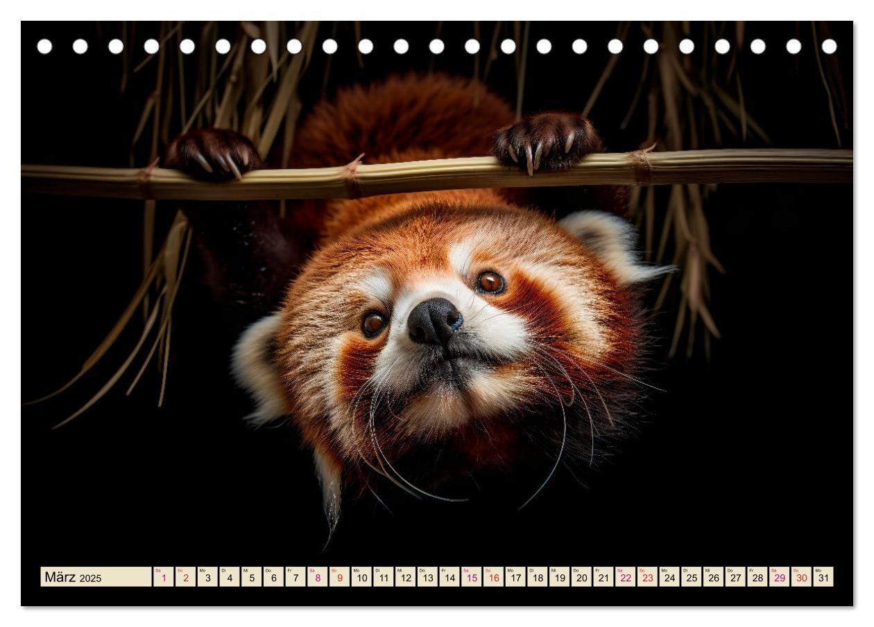 Bild: 9783383905902 | Roter Panda - gefährdeter Katzenbär (Tischkalender 2025 DIN A5...