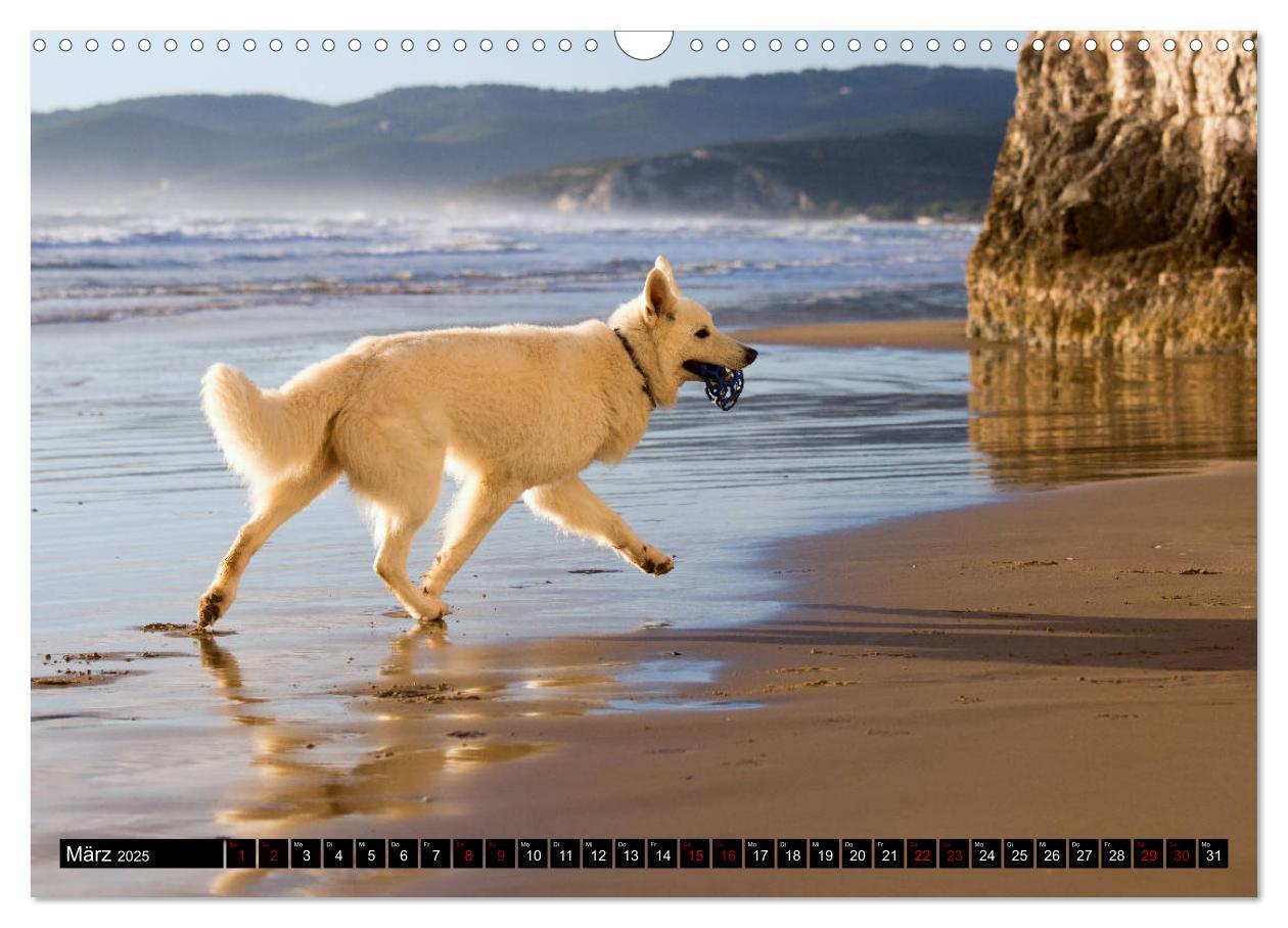 Bild: 9783435415427 | Weiße Schäferhunde in schönen Landschaften (Wandkalender 2025 DIN...