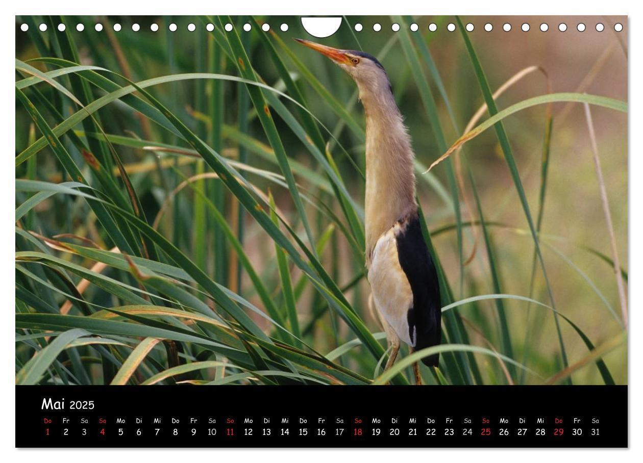 Bild: 9783435727445 | Naturjuwelen - Neusiedler See (Wandkalender 2025 DIN A4 quer),...