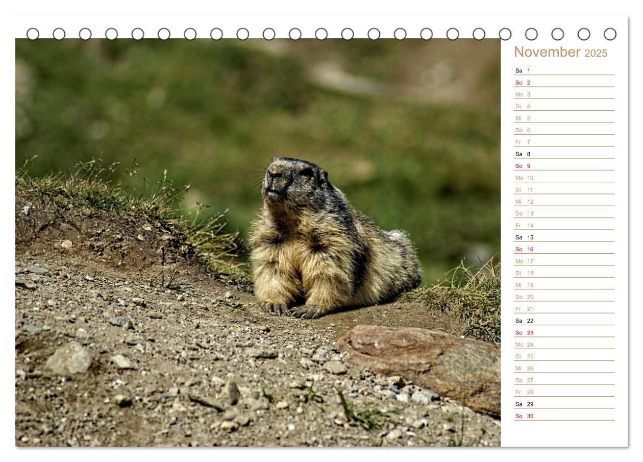 Bild: 9783435500482 | Wildlife - Verspielte Murmeltiere (Tischkalender 2025 DIN A5 quer),...