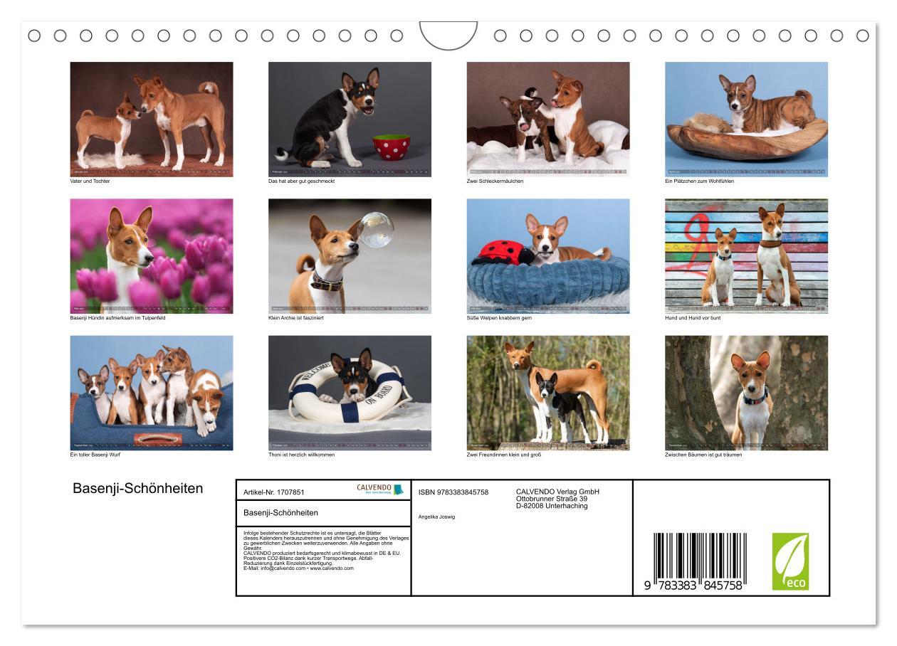 Bild: 9783383845758 | Basenji-Schönheiten (Wandkalender 2025 DIN A4 quer), CALVENDO...