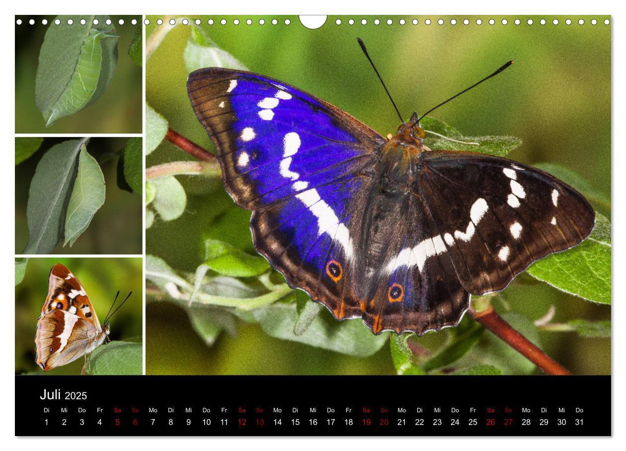 Bild: 9783435386376 | Schmetterlinge - Wunder der Verwandlung (Wandkalender 2025 DIN A3...