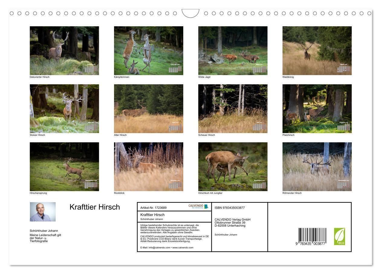 Bild: 9783435003877 | Krafttier Hirsch (Wandkalender 2025 DIN A3 quer), CALVENDO...