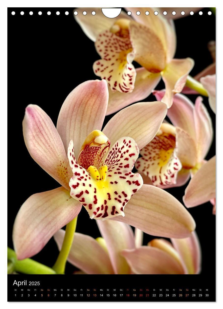 Bild: 9783435881765 | Orchideen - Exoten im Wohnzimmer (Wandkalender 2025 DIN A4 hoch),...