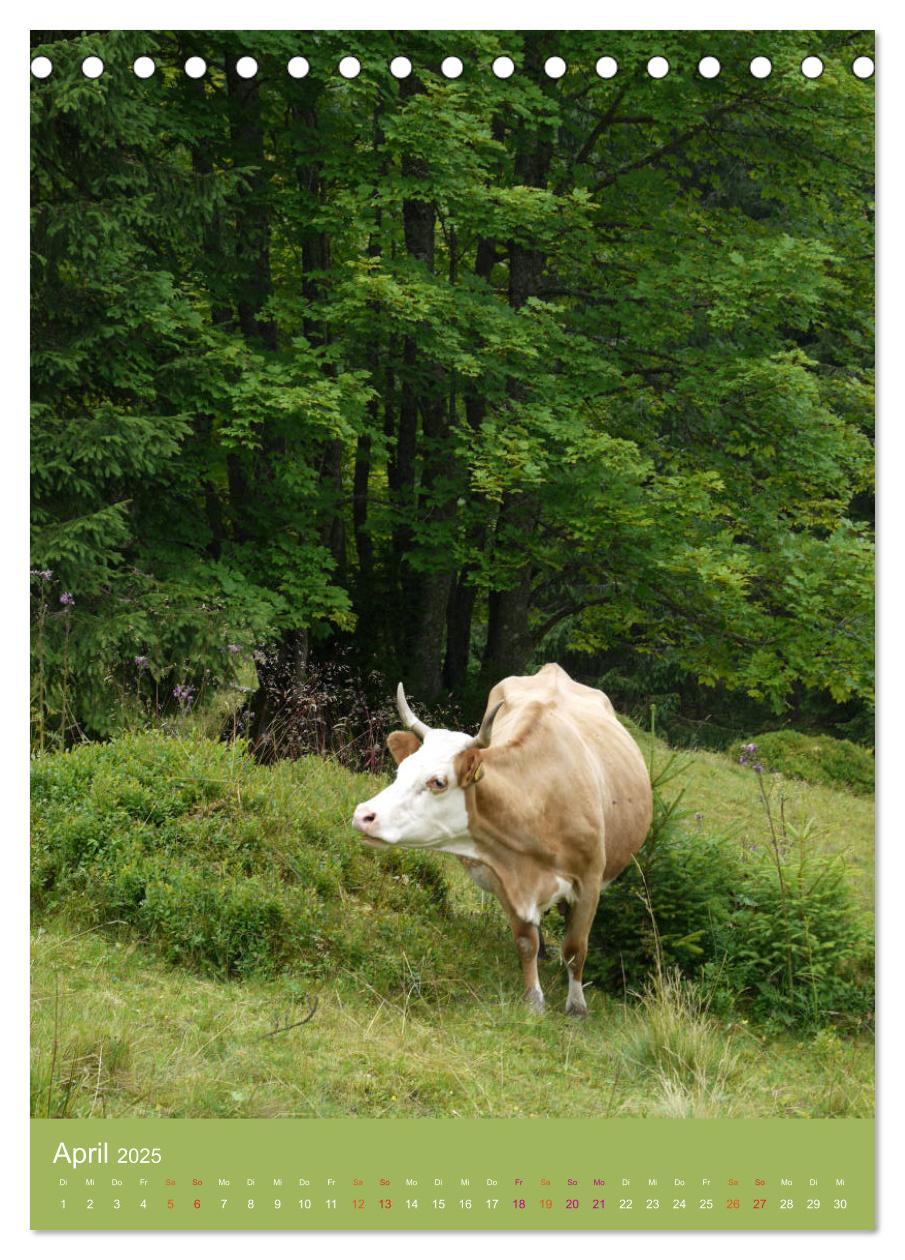 Bild: 9783457026557 | Schwarzwald und Kühe im Hochformat (Tischkalender 2025 DIN A5...