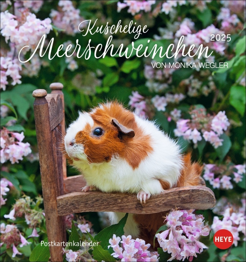 Cover: 9783756407101 | Kuschelige Meerschweinchen Postkartenkalender 2025 | Monika Wegler