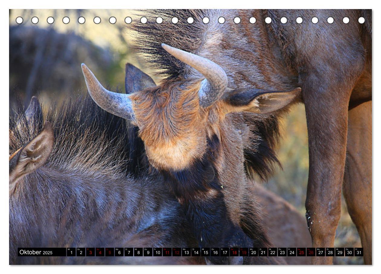 Bild: 9783383920851 | Auf Pirschfahrt im Kgalagadi Transfrontier Park (Tischkalender 2025...