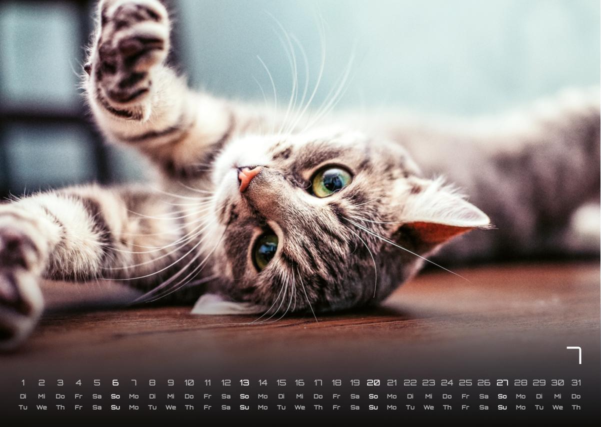 Bild: 9783986733865 | Miau - Unsere Stubentiger - Der Katzenkalender - 2025 - Kalender...