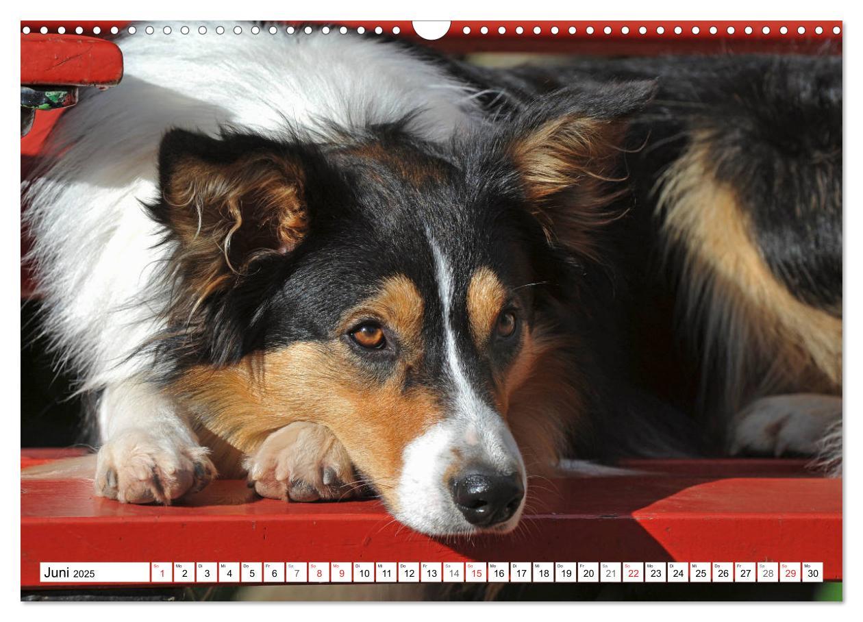 Bild: 9783435256860 | Traumhund Border Collie (Wandkalender 2025 DIN A3 quer), CALVENDO...