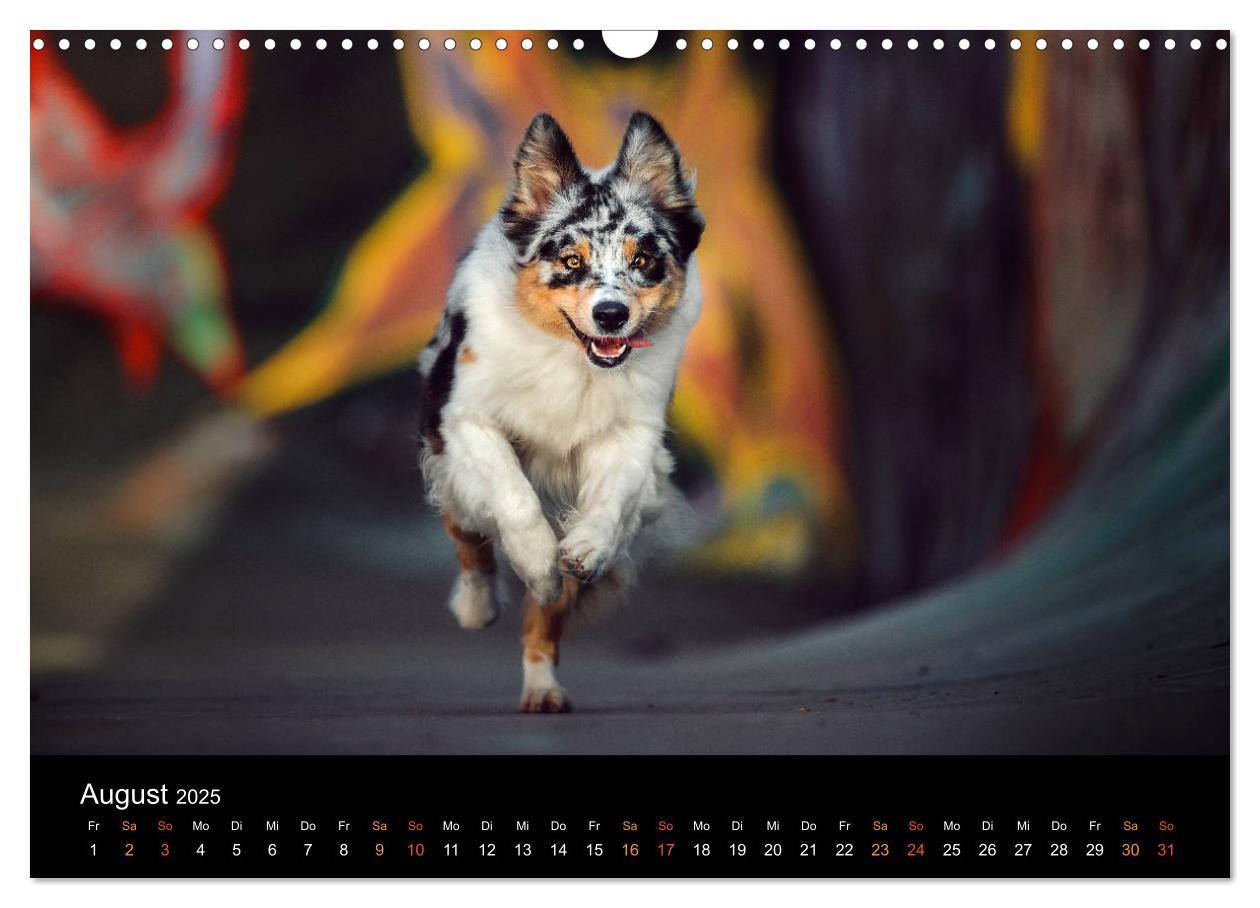 Bild: 9783435233151 | Australian Shepherd - Vielfalt in einer Rasse (Wandkalender 2025...