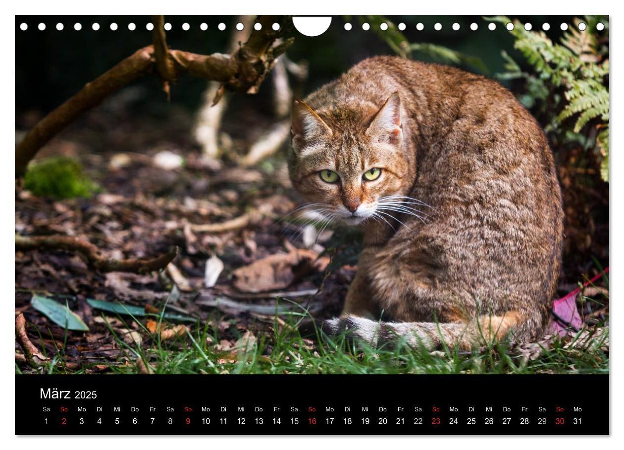 Bild: 9783435391615 | Wildkatzen - scheue Samtpfoten (Wandkalender 2025 DIN A4 quer),...