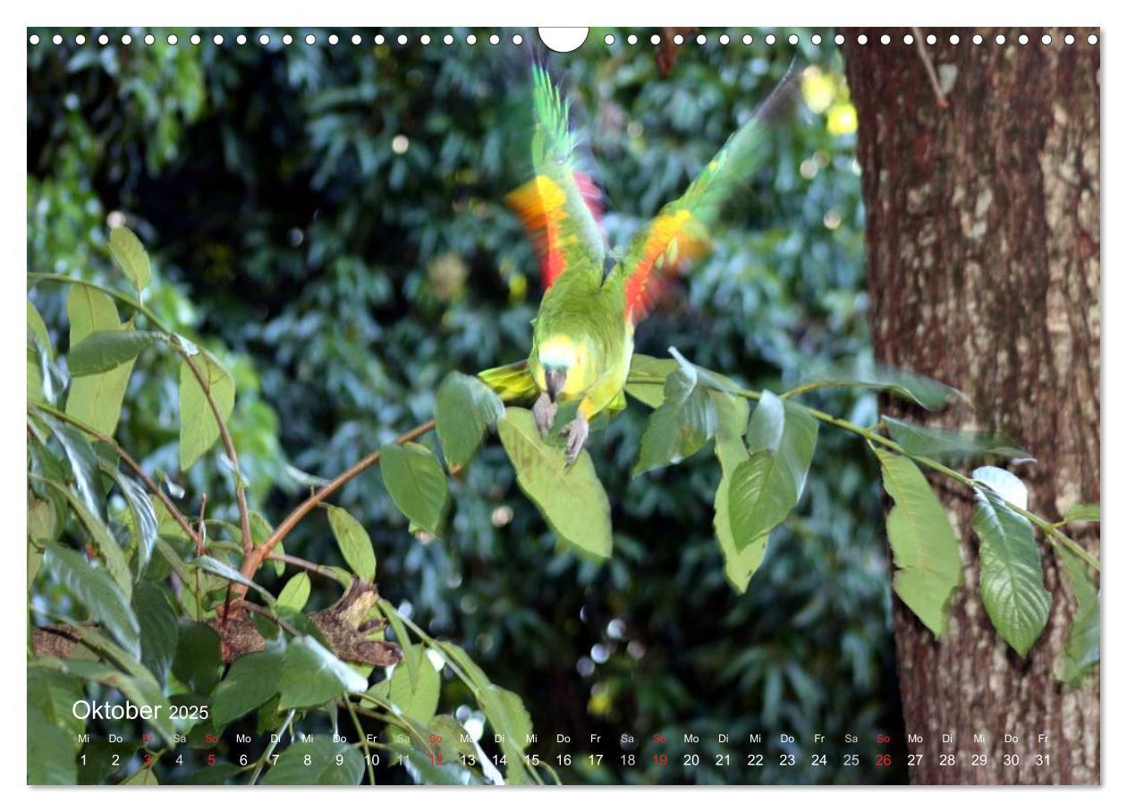 Bild: 9783435727988 | Blaustirnamazonen - Papageien in Paraguay (Wandkalender 2025 DIN A3...