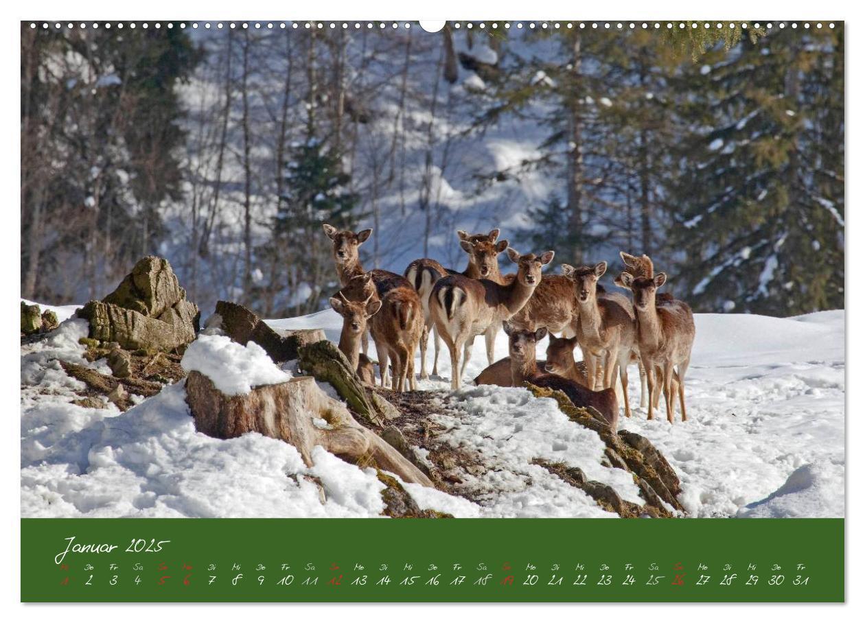 Bild: 9783435566136 | Waidmannsheil und Waidmannsdank (Wandkalender 2025 DIN A2 quer),...