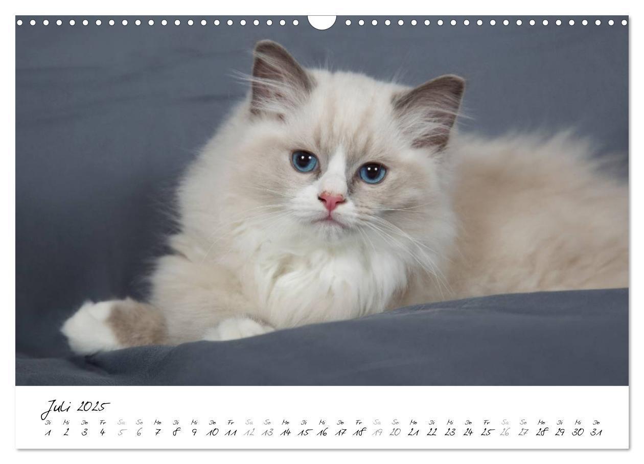 Bild: 9783435756094 | Ragdoll Kitten (Wandkalender 2025 DIN A3 quer), CALVENDO...