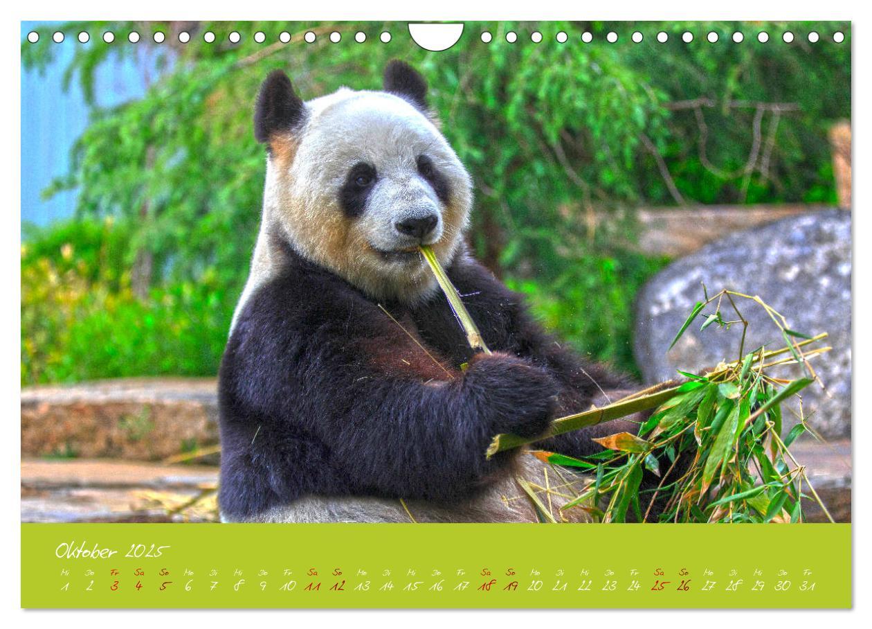 Bild: 9783435179428 | Der Große Panda Ein kuscheliger Geselle (Wandkalender 2025 DIN A4...