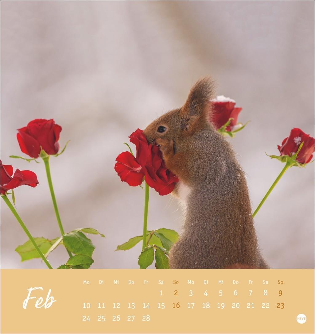 Bild: 9783756407071 | Eichhörnchen Postkartenkalender 2025 | Heye | Kalender | Spiralbindung