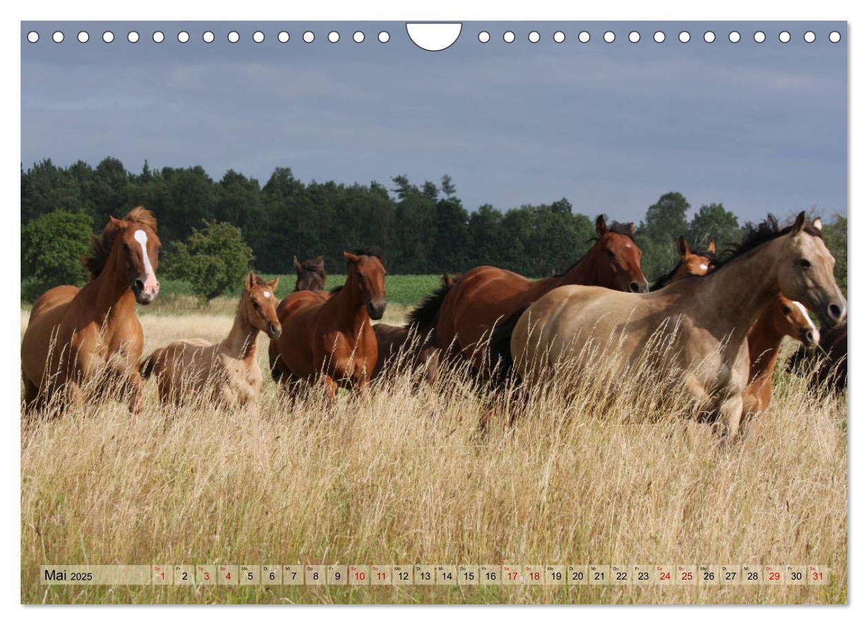 Bild: 9783435412143 | Quarter Horses - Die größte Zuchtbuchrasse der Welt (Wandkalender...