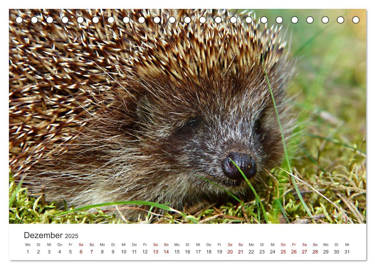 Bild: 9783383940613 | Igel - Niedliche kleine Stachelritter (Tischkalender 2025 DIN A5...