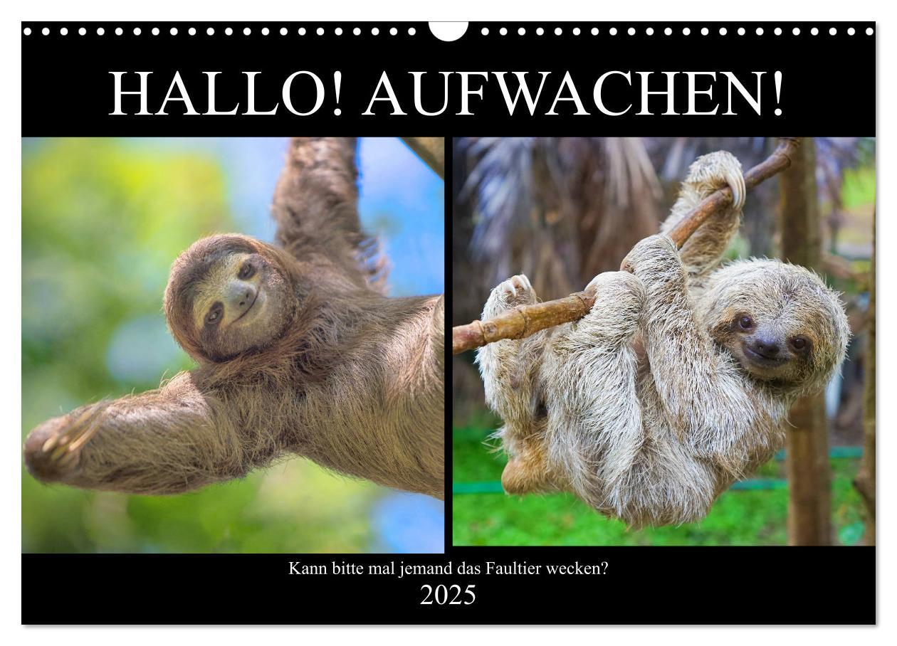 Cover: 9783435301812 | Hallo! Aufwachen! Kann bitte mal jemand das Faultier wecken?...