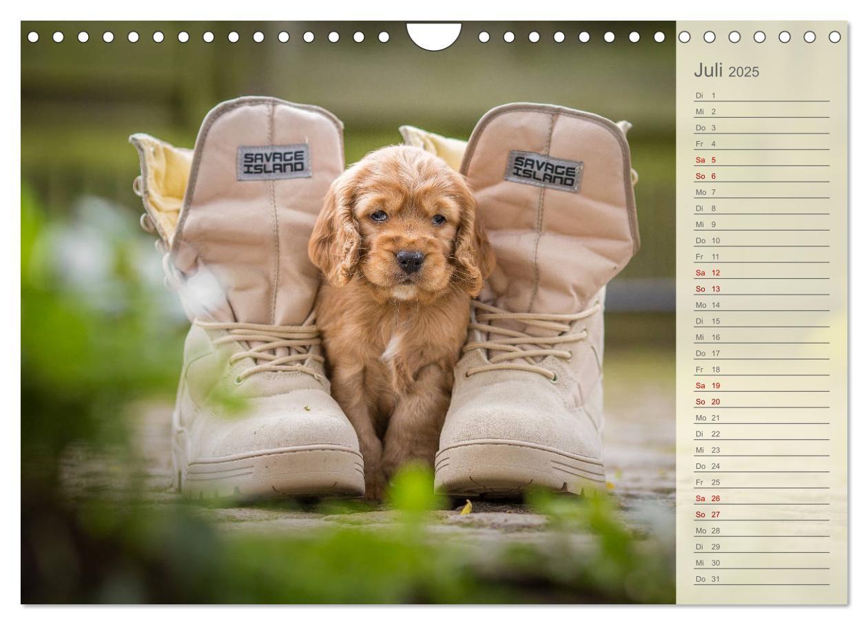 Bild: 9783435330980 | Englische Cocker Spaniel Welpen (Wandkalender 2025 DIN A4 quer),...