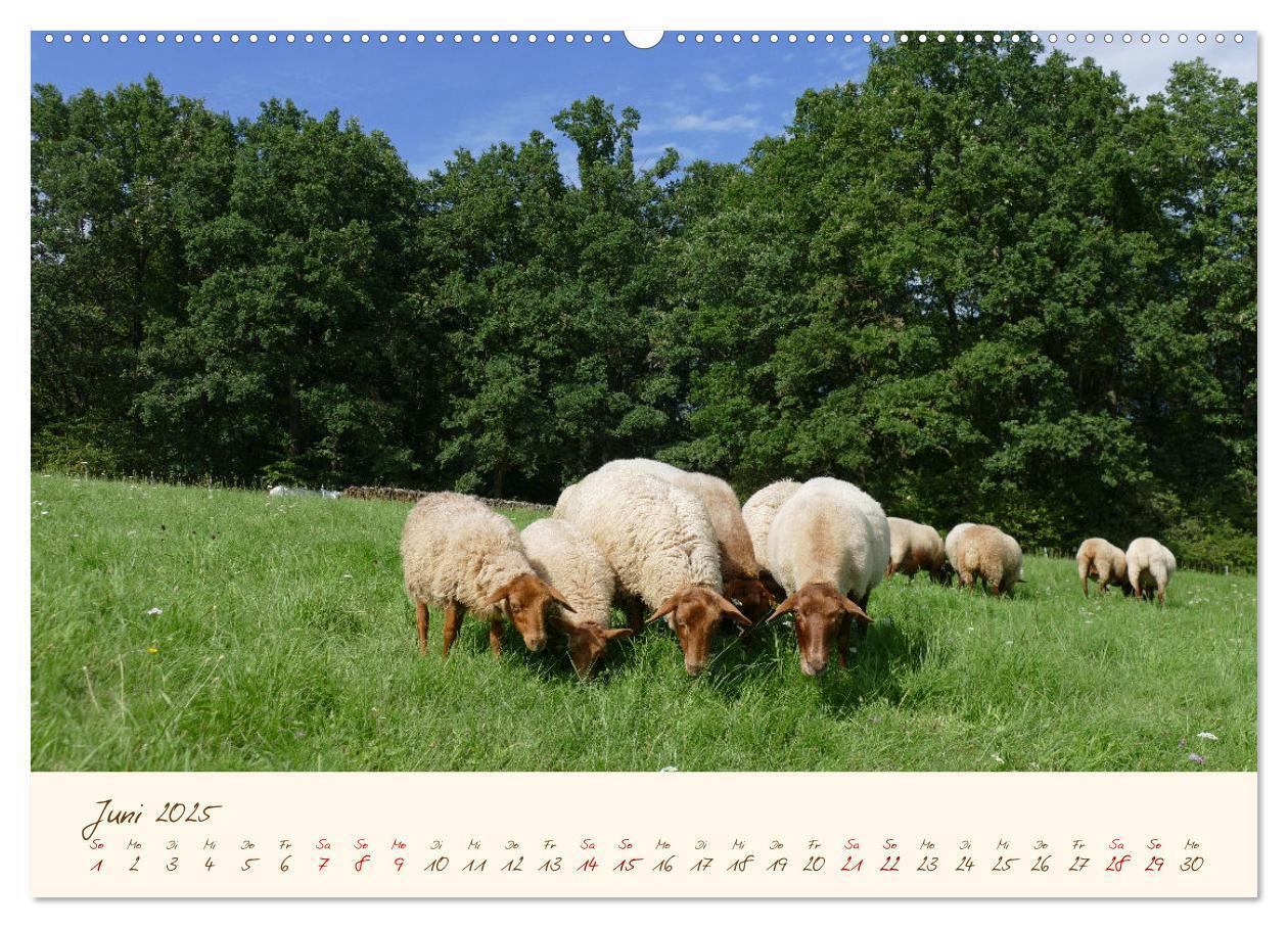 Bild: 9783435172405 | Coburger Fuchsschaf (Wandkalender 2025 DIN A2 quer), CALVENDO...