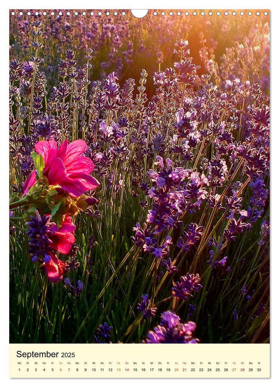 Bild: 9783435901814 | Provence Lavendel Paradies (Wandkalender 2025 DIN A3 hoch),...