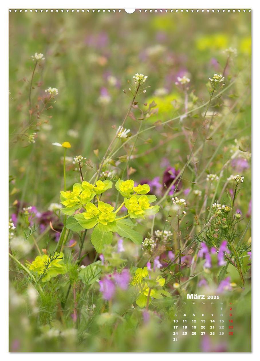 Bild: 9783457036365 | Ein Spaziergang über eine Sommerwiese (hochwertiger Premium...