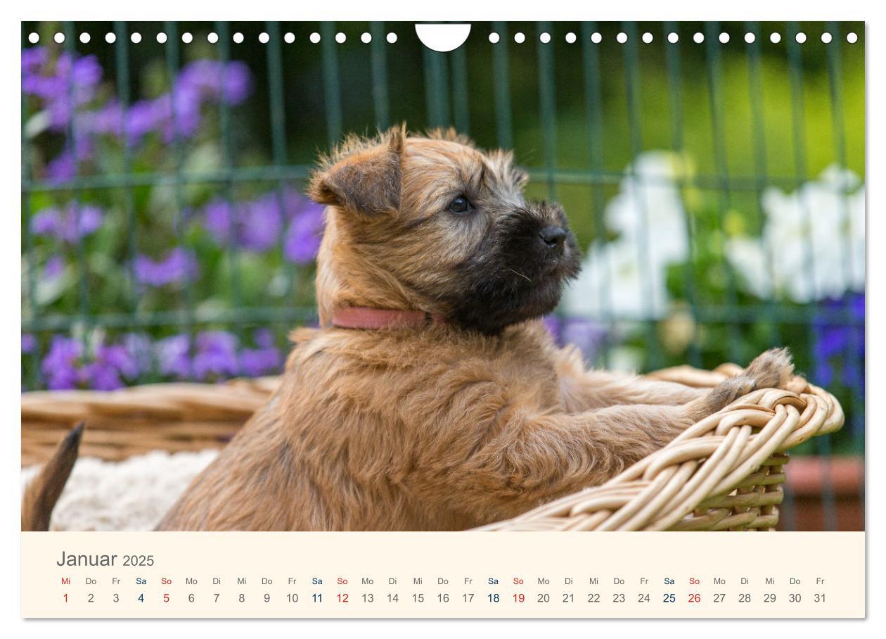 Bild: 9783435047277 | IRISH SOFT COATED WHEATEN TERRIER WELPEN 2025 (Wandkalender 2025...