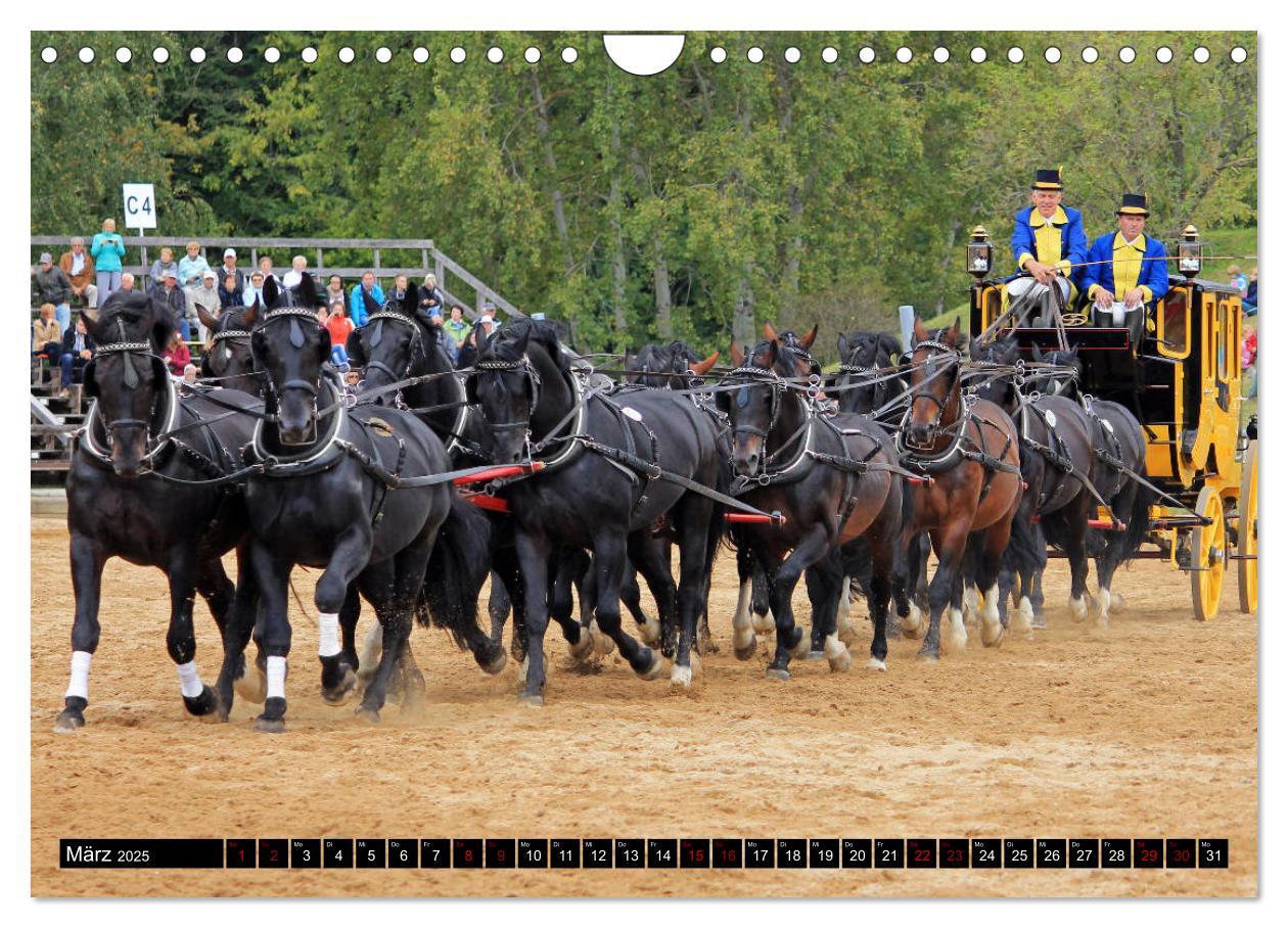 Bild: 9783435395590 | Schwere Warmblüter 2025 (Wandkalender 2025 DIN A4 quer), CALVENDO...