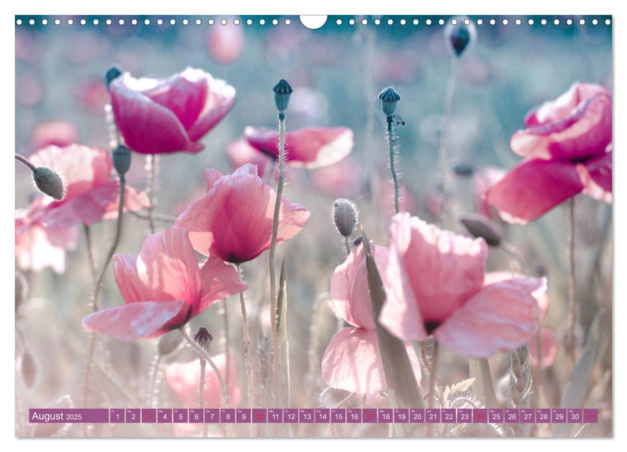 Bild: 9783435287857 | Mohnblumen - Fotografie mit Magie (Wandkalender 2025 DIN A3 quer),...