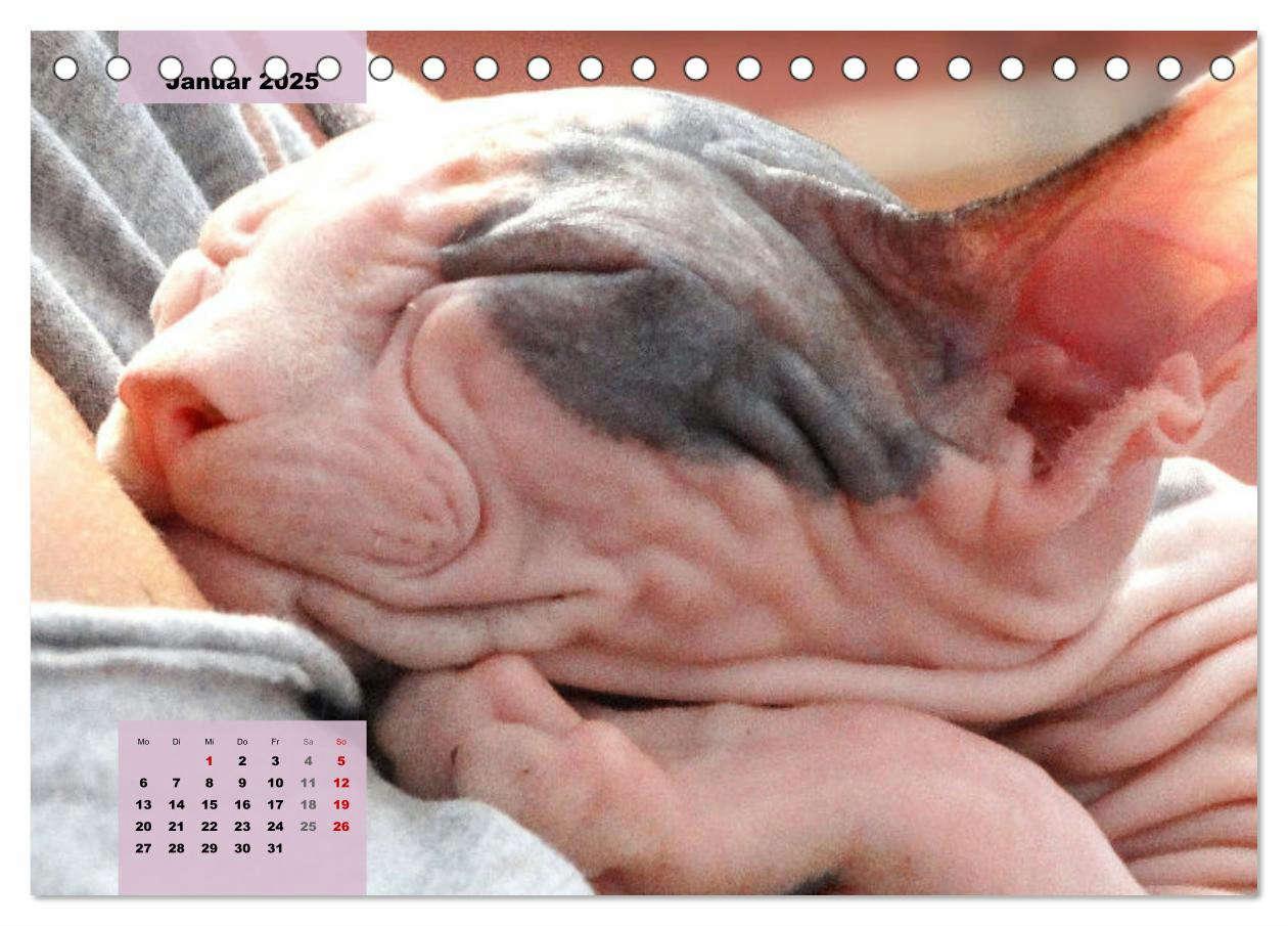 Bild: 9783435049387 | Sphinx. Grazile und anmutige Nacktkatzen (Tischkalender 2025 DIN A5...