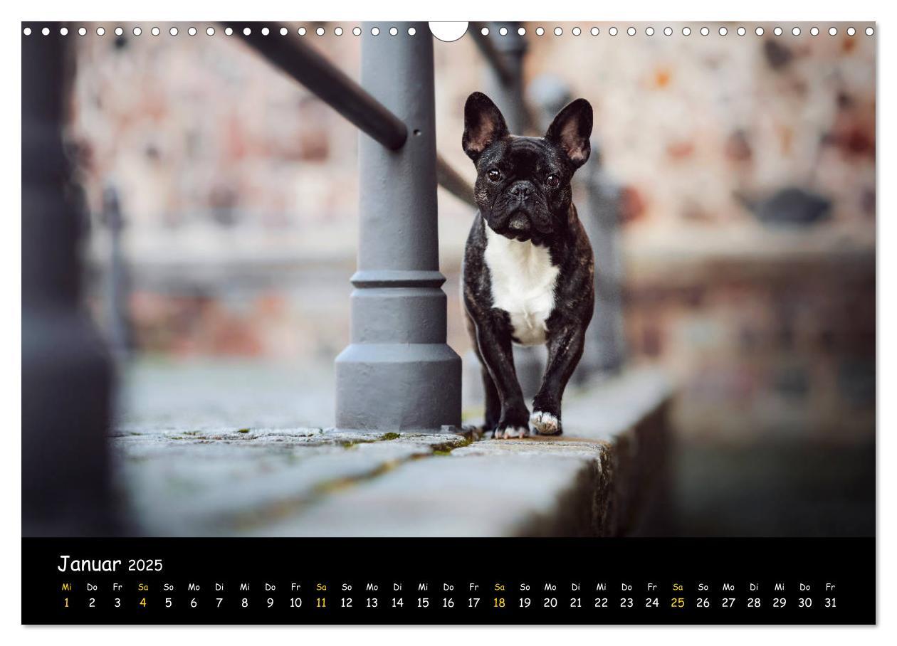 Bild: 9783435222155 | Französische Bulldogge - Clowns auf vier Pfoten (Wandkalender 2025...