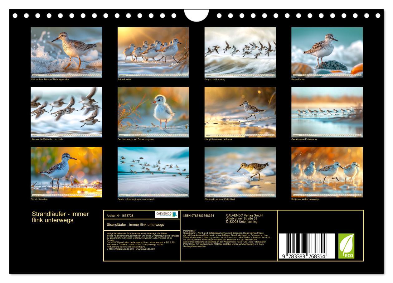 Bild: 9783383768354 | Strandläufer - immer flink unterwegs (Wandkalender 2025 DIN A4...