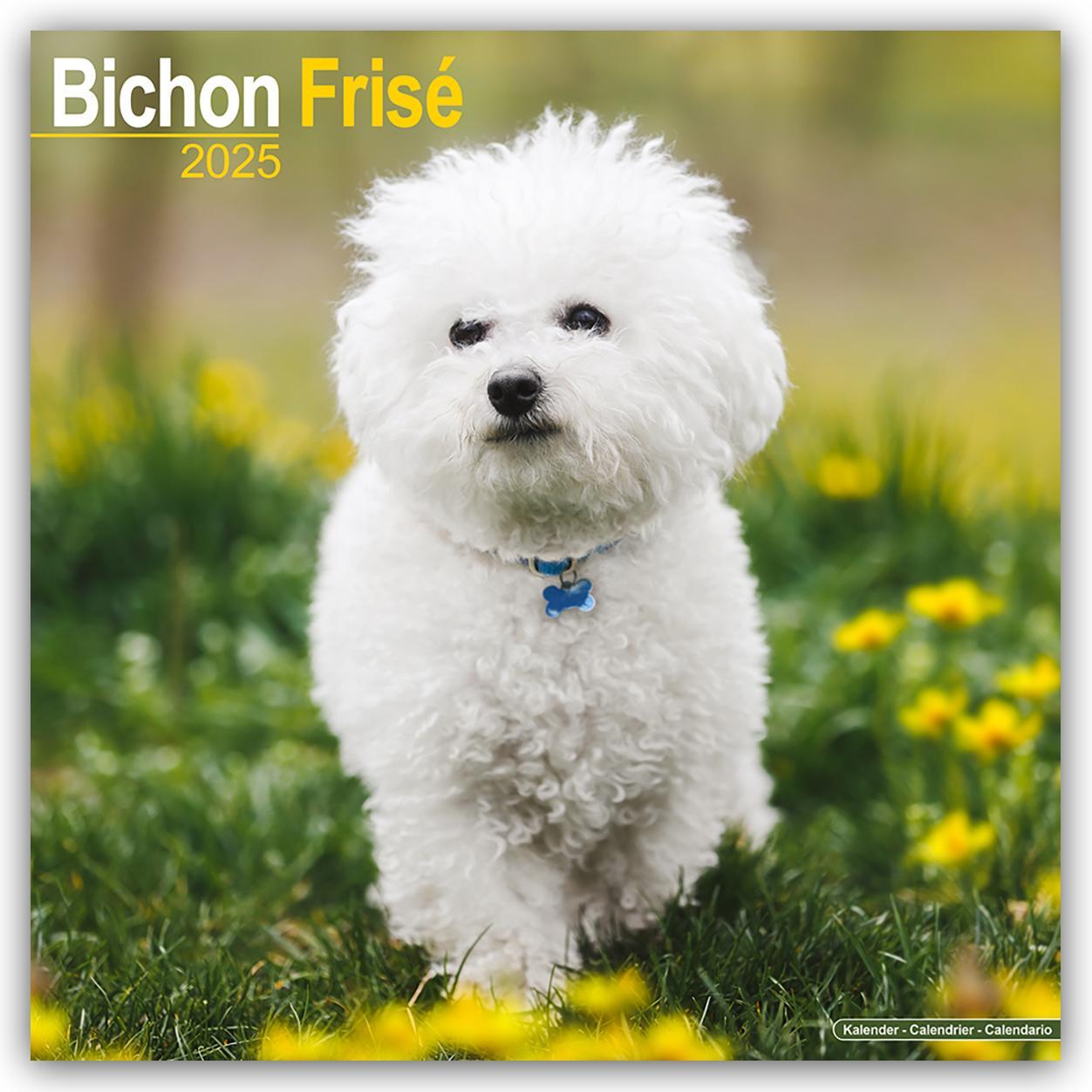 Cover: 9781804603154 | Bichon Frisé - Gelockter Bichon 2025- 16-Monatskalender | Ltd | 13 S.