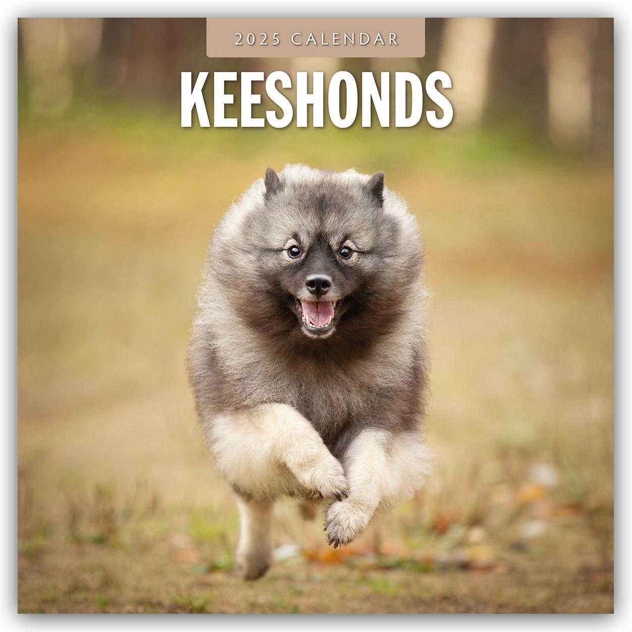 Cover: 9781804424797 | Keeshonds - Wolfsspitz 2025 - 16-Monatskalender | Robin Red | Kalender