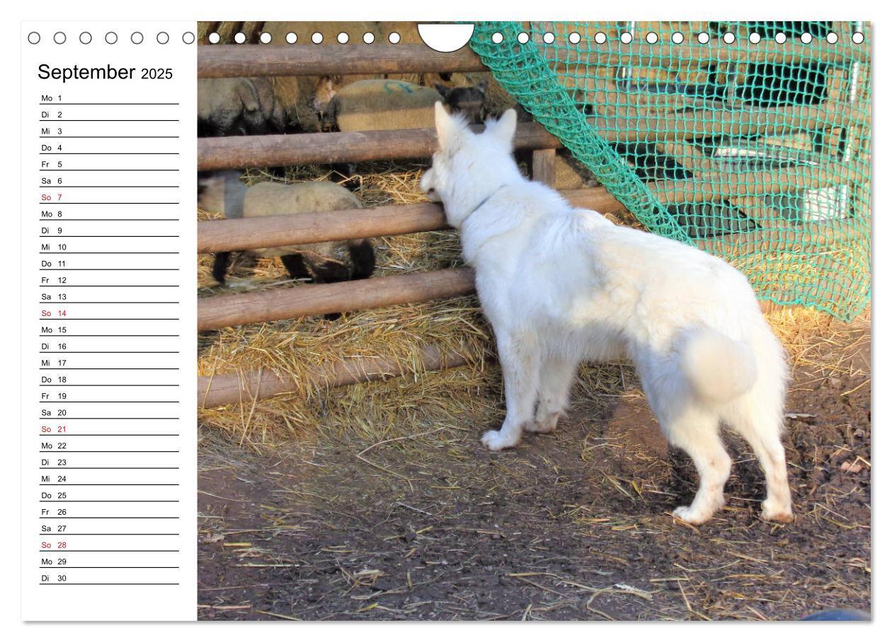 Bild: 9783435237982 | Berger Blanc Suisse - Weißer Schweizer Schäferhund (Wandkalender...