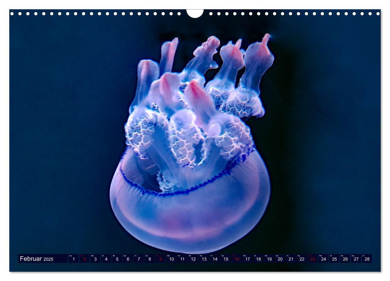 Bild: 9783383954917 | In der Welt der Medusen (Wandkalender 2025 DIN A3 quer), CALVENDO...