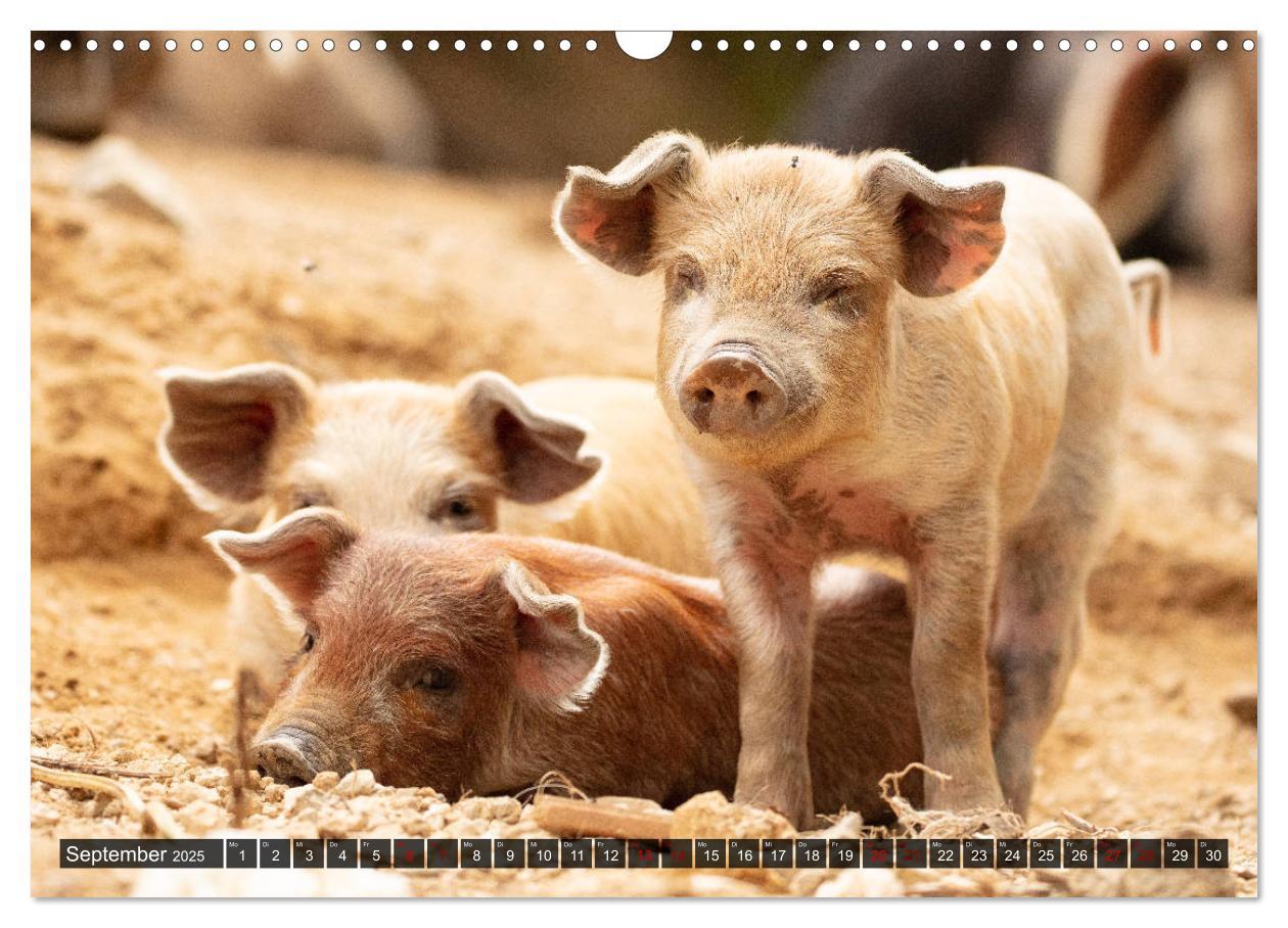 Bild: 9783435261529 | Korsika - süße, wilde Schweinchen (Wandkalender 2025 DIN A3 quer),...