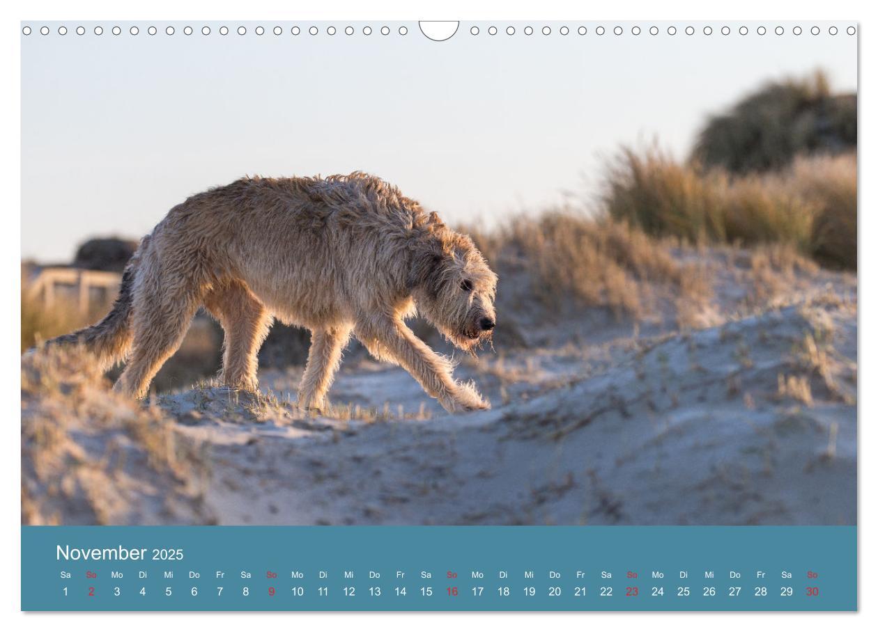 Bild: 9783435425181 | Irische Wolfshunde (Wandkalender 2025 DIN A3 quer), CALVENDO...