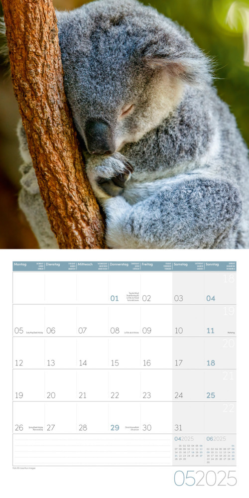 Bild: 9783838445229 | Koalas Kalender 2025 - 30x30 | Ackermann Kunstverlag | Kalender | 2025