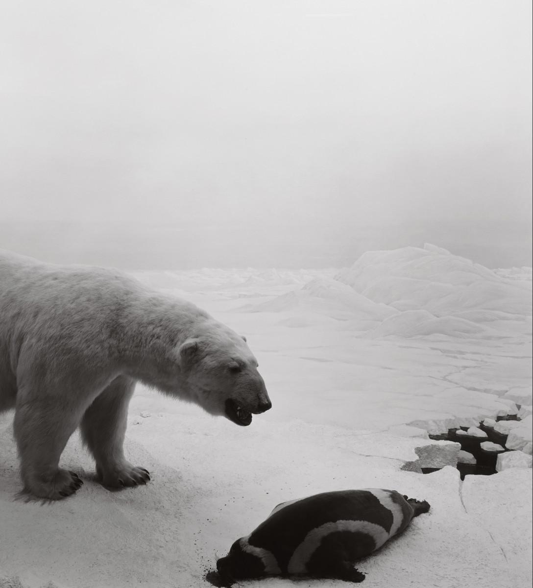 Cover: 9788862083270 | Hiroshi Sugimoto: Dioramas | Buch | Englisch | 2014 | Damiani Srl