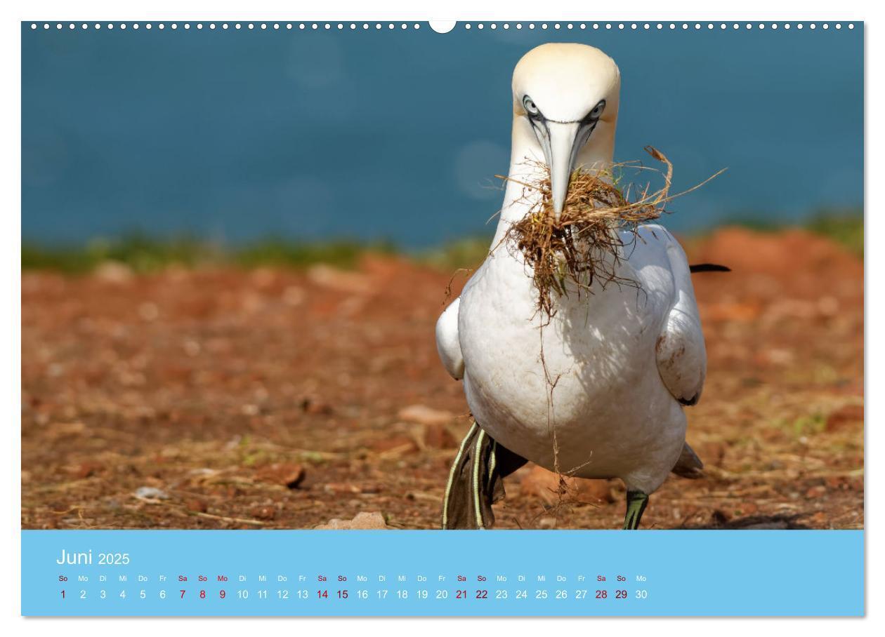 Bild: 9783457207581 | Basstölpel auf Helgoland - von Ostfriesenfotografie (Wandkalender...