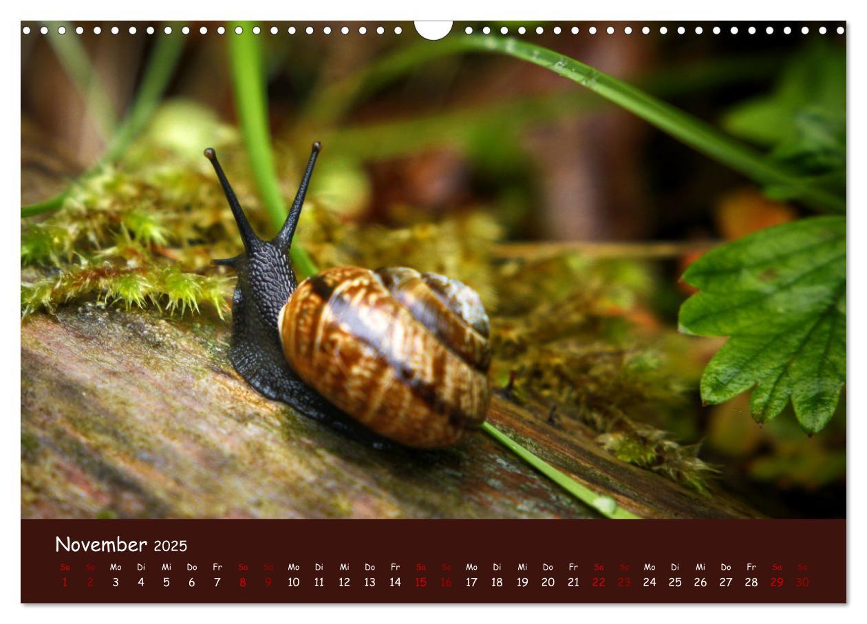 Bild: 9783435072873 | Insekten - Kleine Wunder (Wandkalender 2025 DIN A3 quer), CALVENDO...