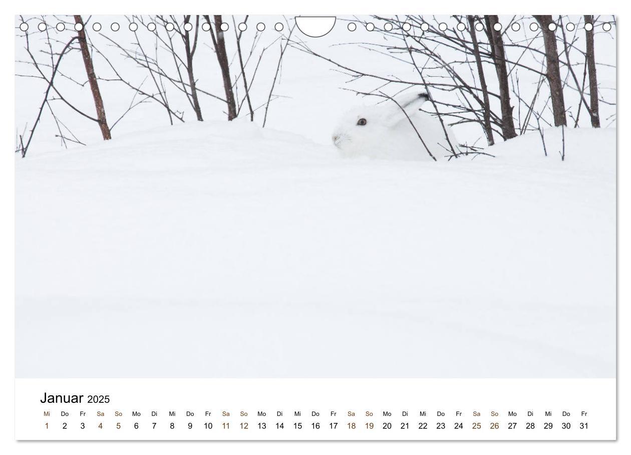 Bild: 9783435354986 | Finnland: eine tierische Entdeckungsreise (Wandkalender 2025 DIN A4...